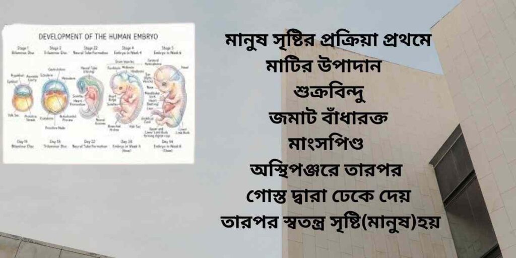 embryonic stage মানুষ সৃষ্টির প্রক্রিয়া