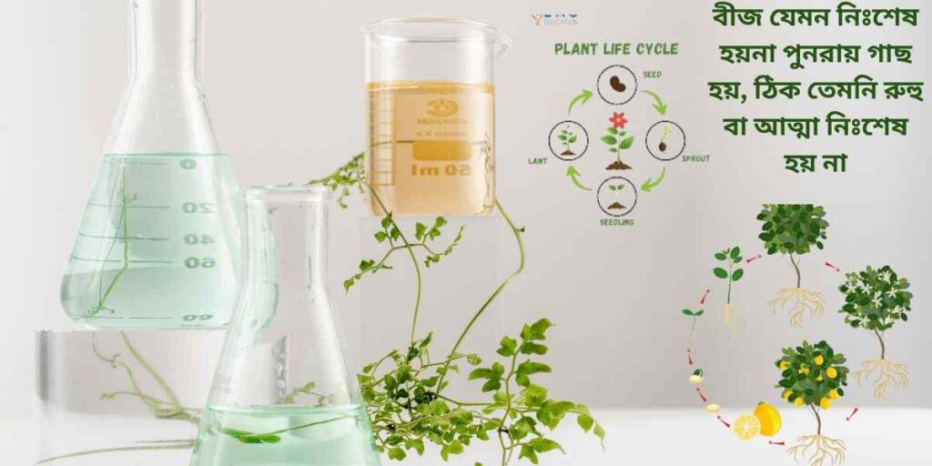 গাছের জীবন চক্র the life cycle of tree