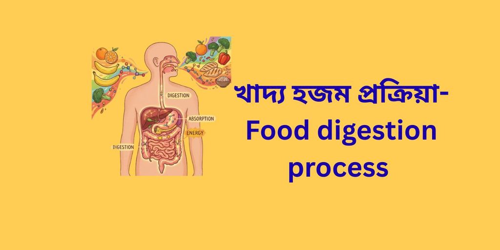 food digestion process,খাদ্য হজম প্রক্রিয়া এক অদৃশ্যমান নিদর্শন