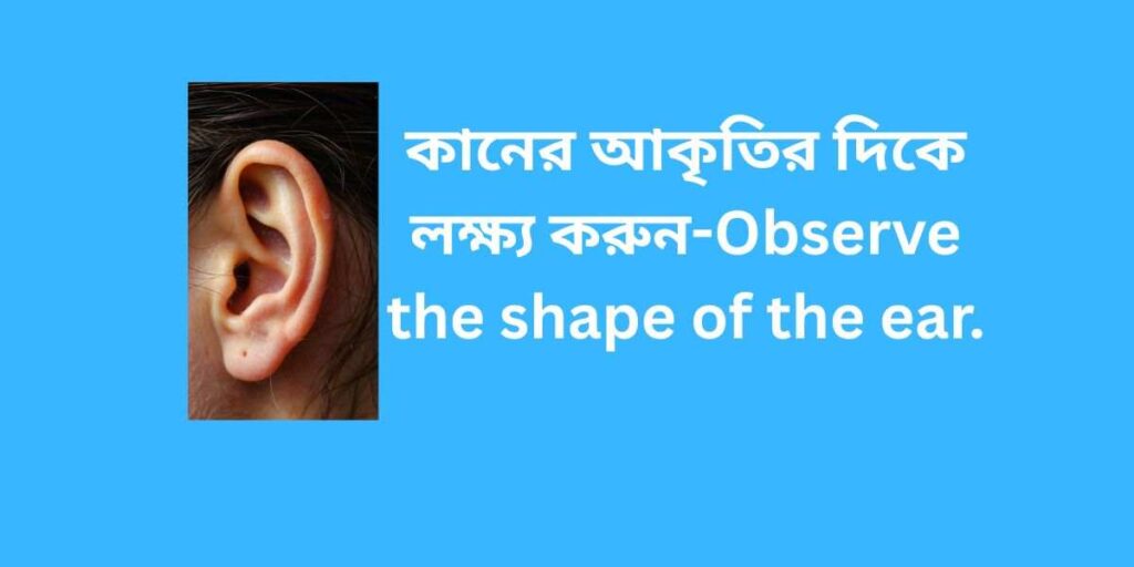 observe the shape of the ear কানের আকৃতির দিকে লক্ষ্য করুন
