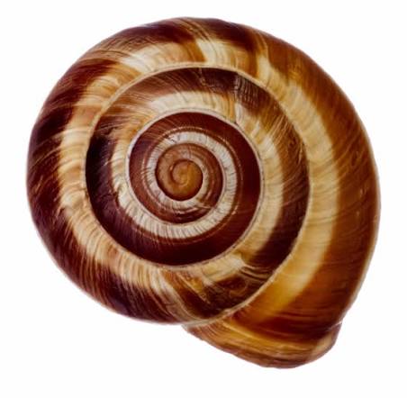 snail like shape-শামুকের আকৃতির মধ্যে একই মিল 