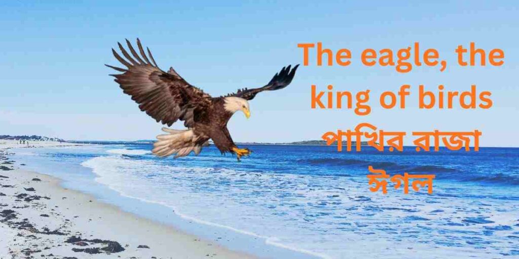 the eagle, the king of birds পাখির রাজা ঈগল