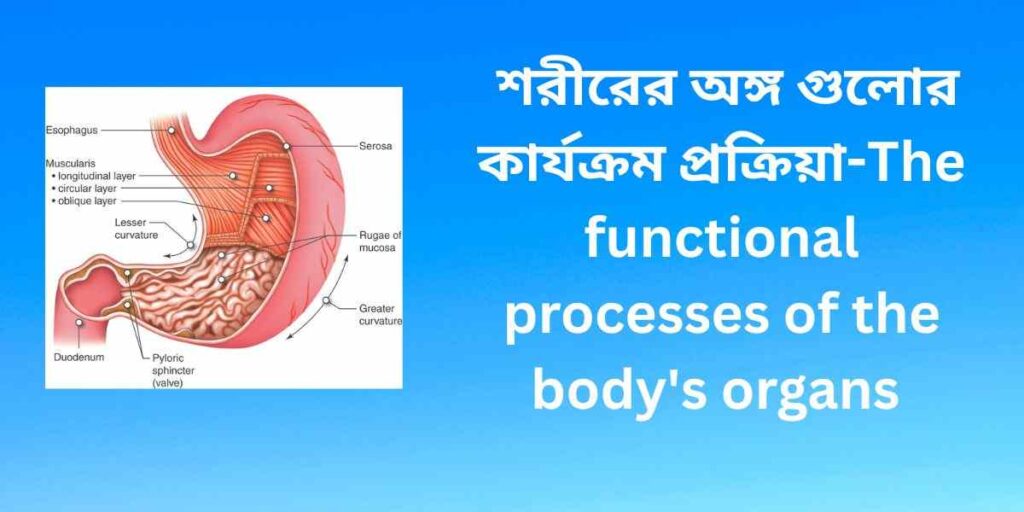 the functioning of this organ is ongoing, yet we do not see it,এই অঙ্গের কার্যক্রম চলতেছে,কিন্তু আমরা দেখি না