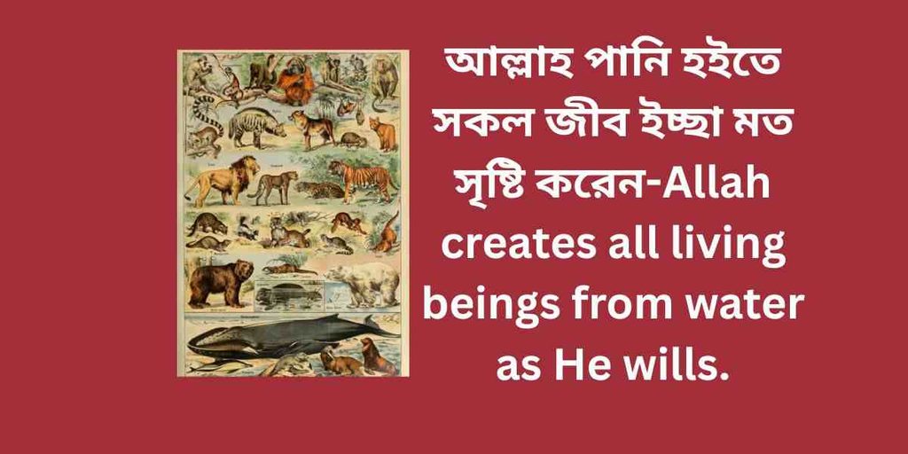 আল্লাহ পানি হইতে সকল জীব ইচ্ছা মত সৃষ্টি করেন,Allah creates all living beings from water, as he wills.