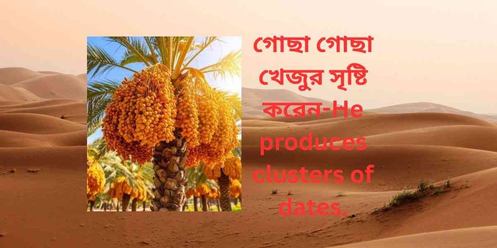 গোছা গোছা খেজুর সৃষ্টি করেন,He produces clusters of dates.